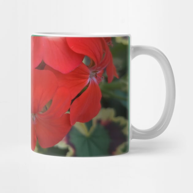 Geranium (Pelargonium) Coral Flowers by LifeSimpliCity